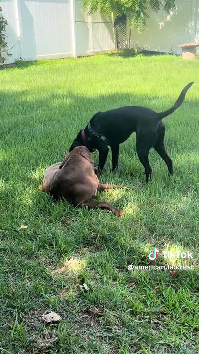 Enlarge Cami - In CT, a ADOPTABLE Black Labrador Retriever in Willington, CT video 6/6
