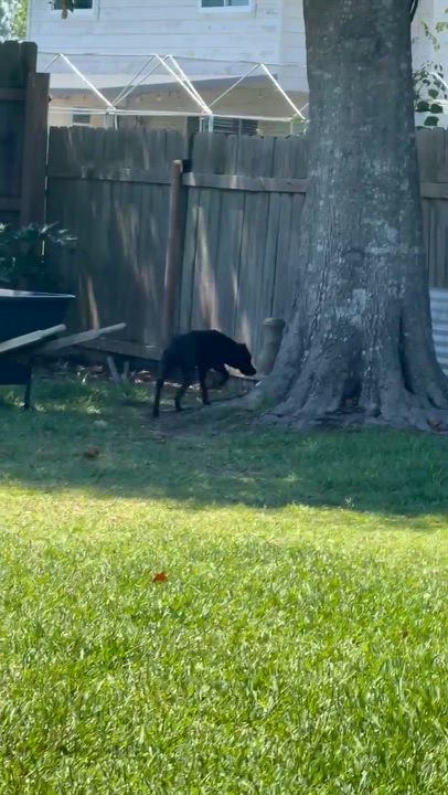 Enlarge Camilla, a ADOPTABLE Black Labrador Retriever in Willington, CT video 6/6