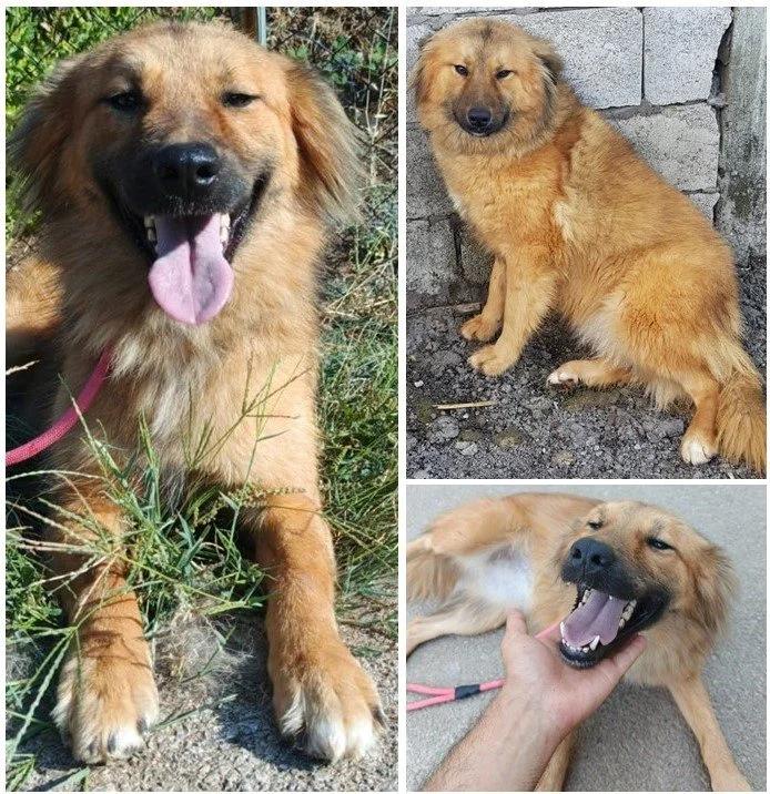 Darcy, a Adoptable mixed breed in Etobicoke, ON image 2/5