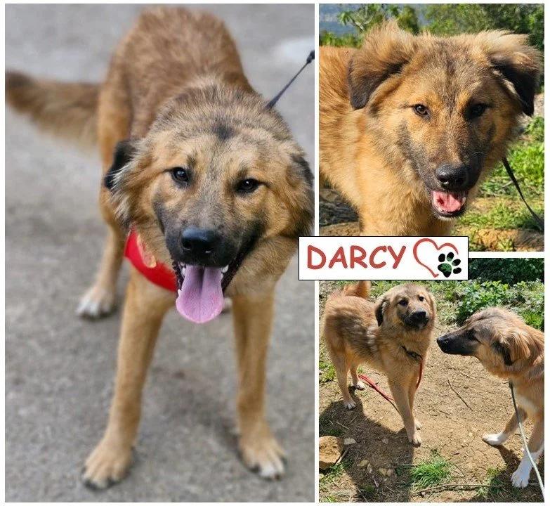 Darcy, a Adoptable mixed breed in Etobicoke, ON image 1/5