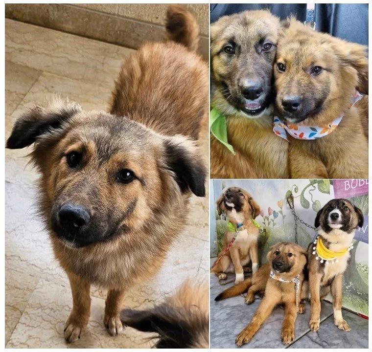 Darcy, a Adoptable mixed breed in Etobicoke, ON image 4/5