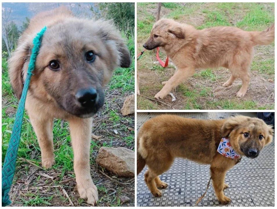 Darcy, a Adoptable mixed breed in Etobicoke, ON image 3/5