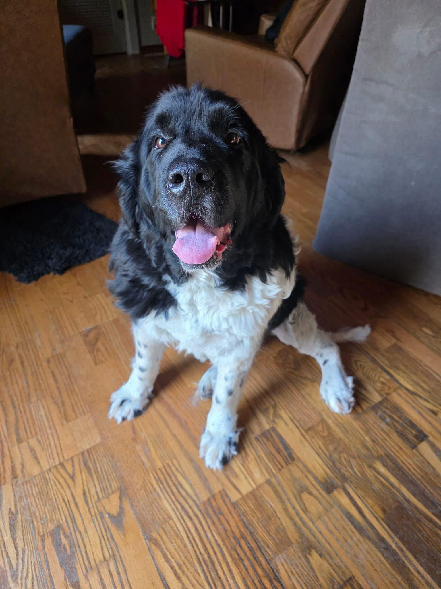 Enlarge Daphne, an adopted Newfoundland Dog in Painesville, OH image 4/4
