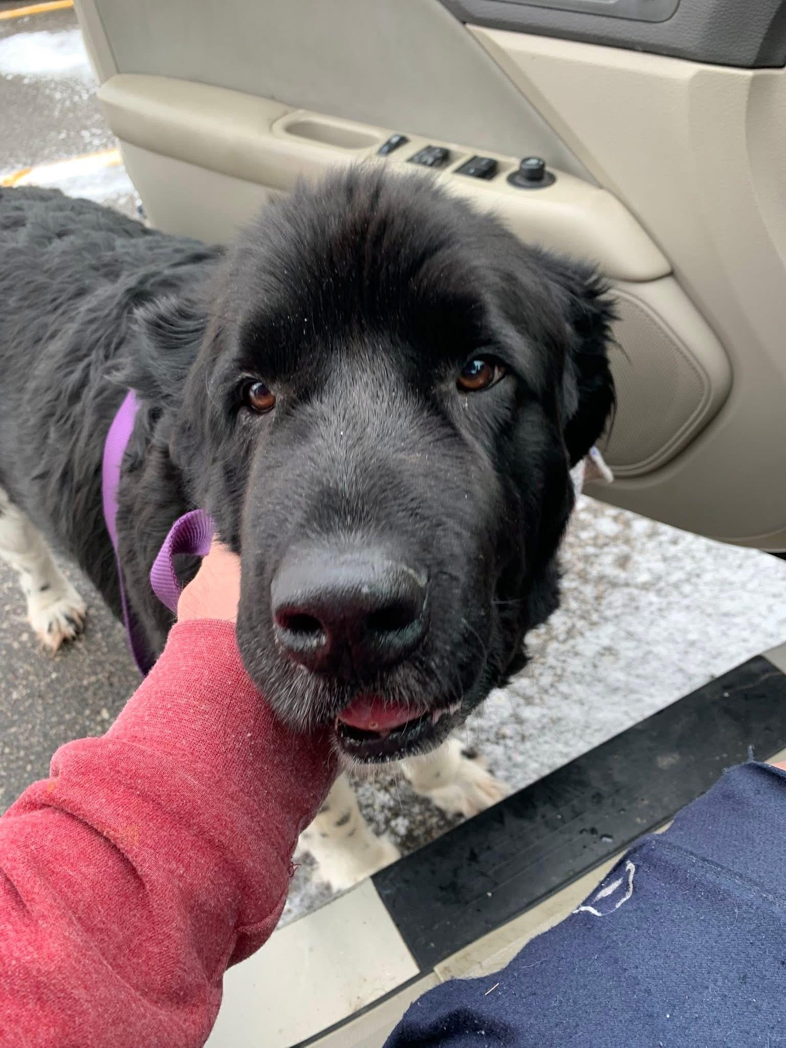 Enlarge Daphne, an adopted Newfoundland Dog in Painesville, OH image 1/4
