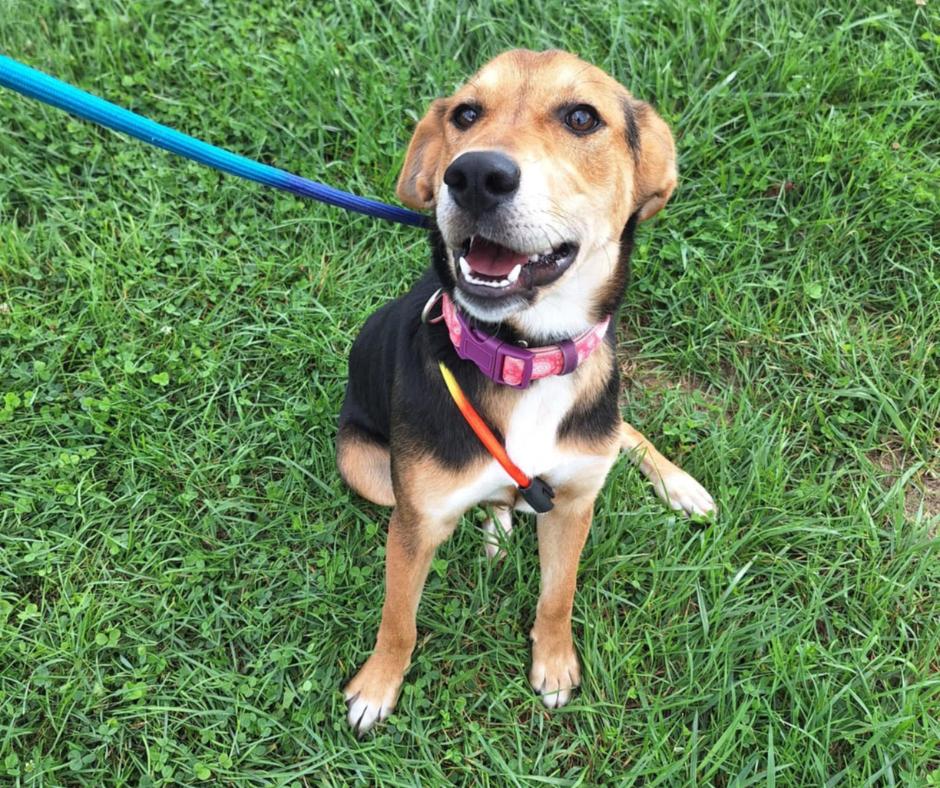 Dog for adoption Fern, a Mixed Breed in Dublin, VA Petfinder