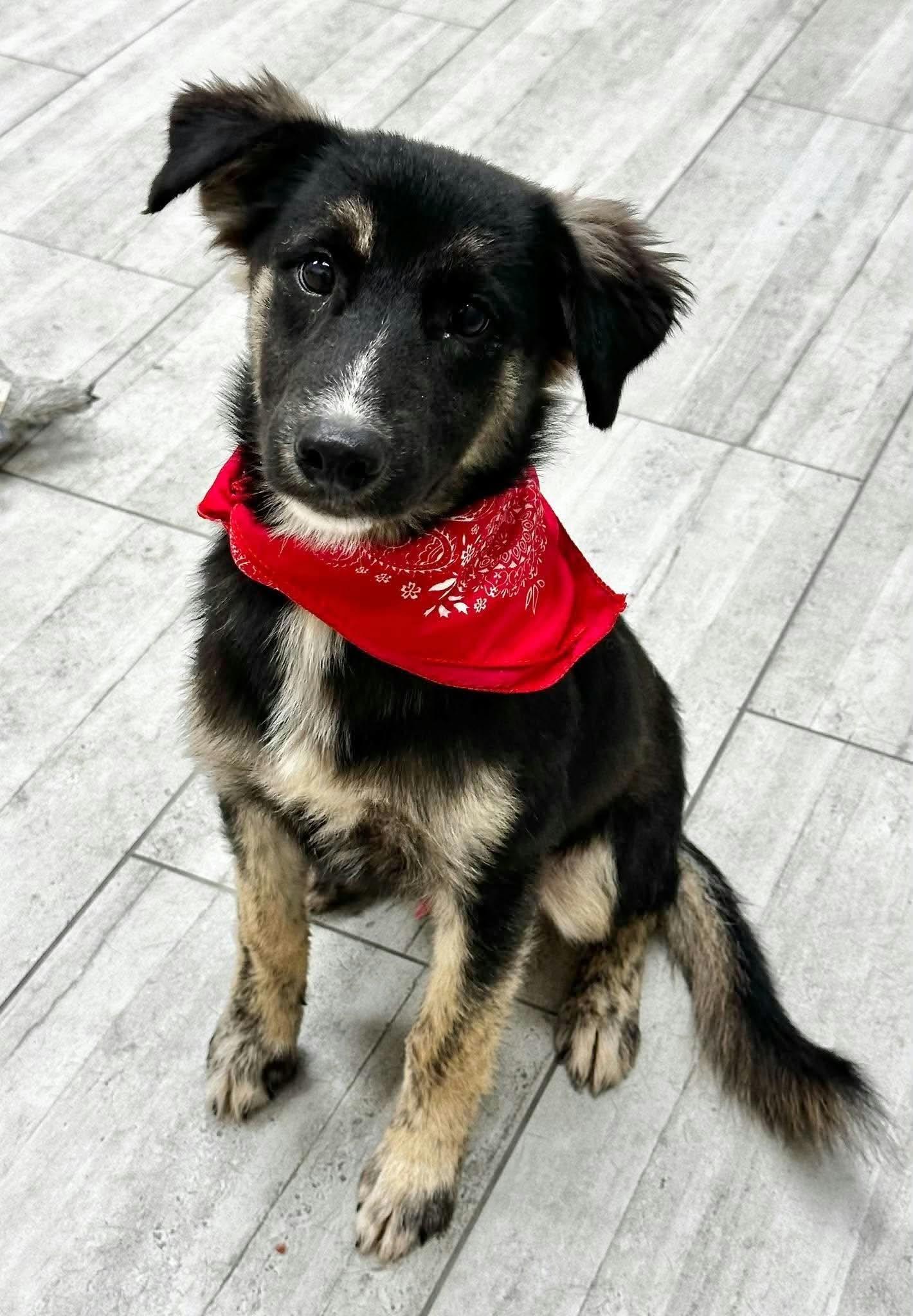 Enlarge Freeway the small shepherd mix, a Adopted mixed breed in Muskego, WI image 2/4