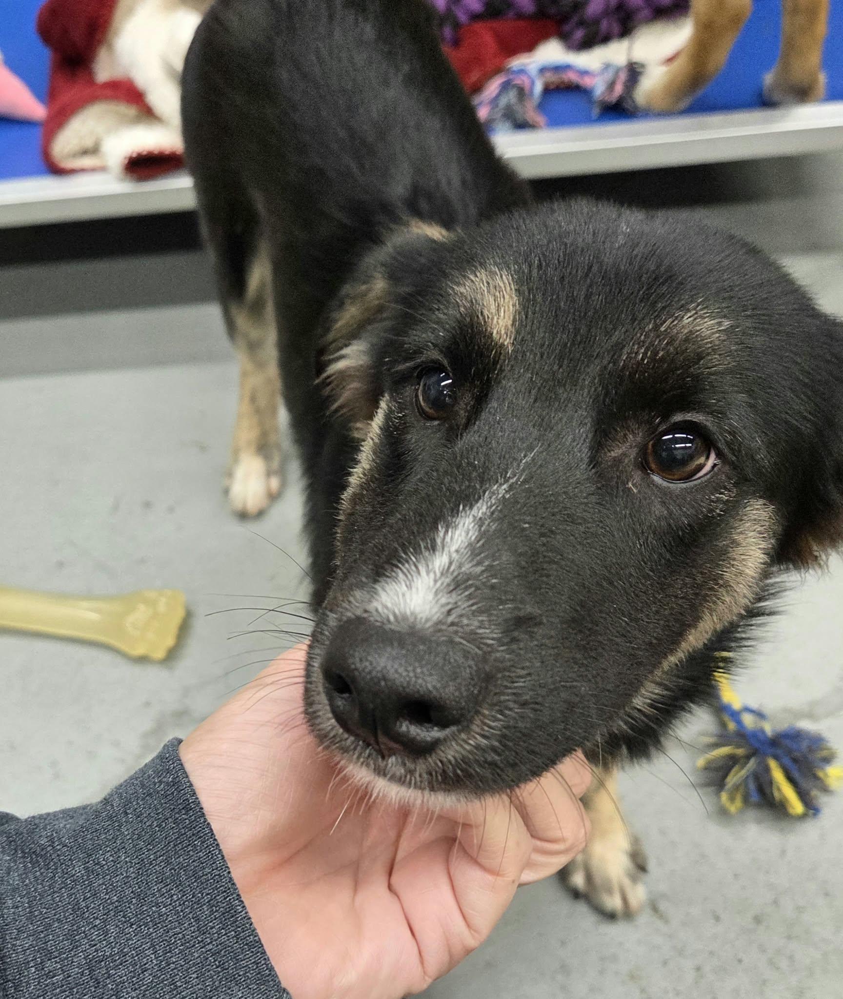 Enlarge Freeway the small shepherd mix, a Adopted mixed breed in Muskego, WI image 4/4