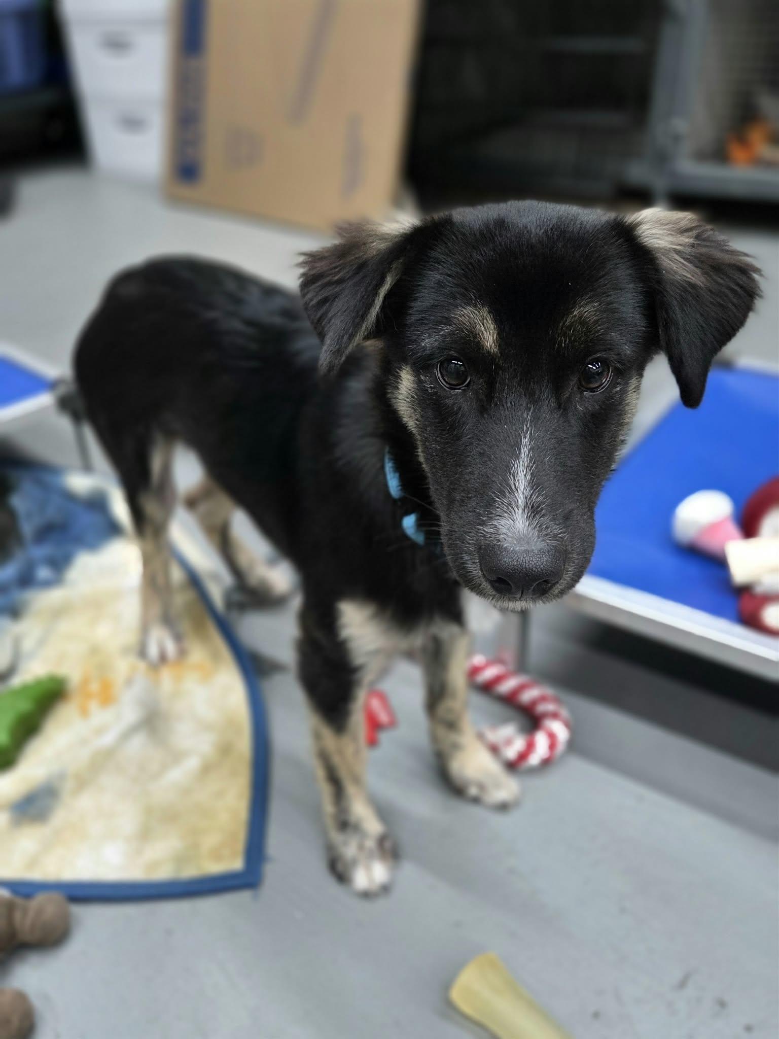 Enlarge Freeway the small shepherd mix, a Adopted mixed breed in Muskego, WI image 1/4