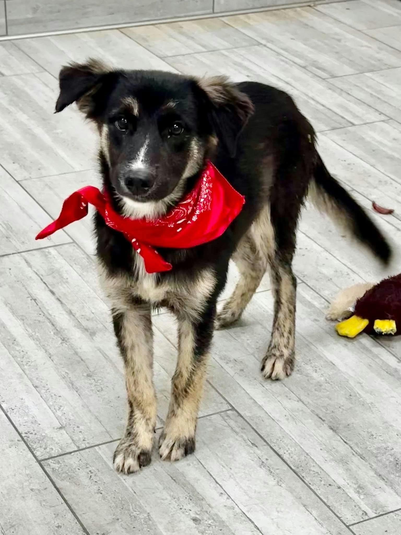 Enlarge Freeway the small shepherd mix, a Adopted mixed breed in Muskego, WI image 3/4