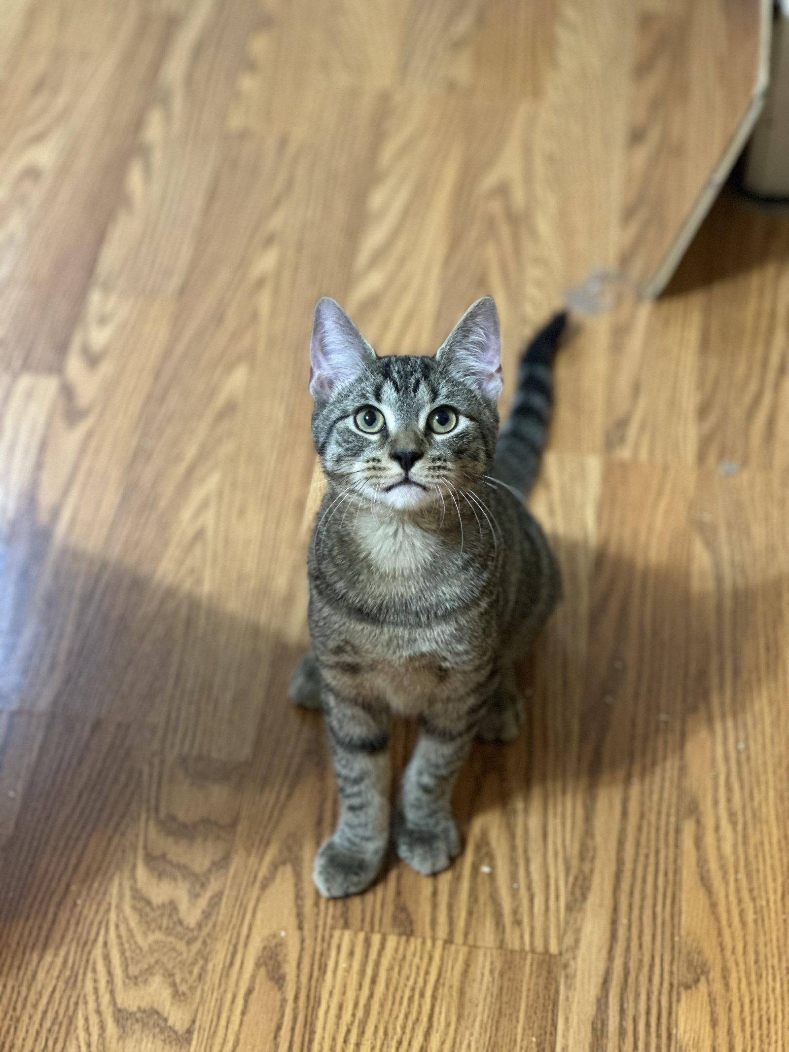 Enlarge Ernie, a Adoptable Domestic Short Hair in Newtown Square, PA image 1/2