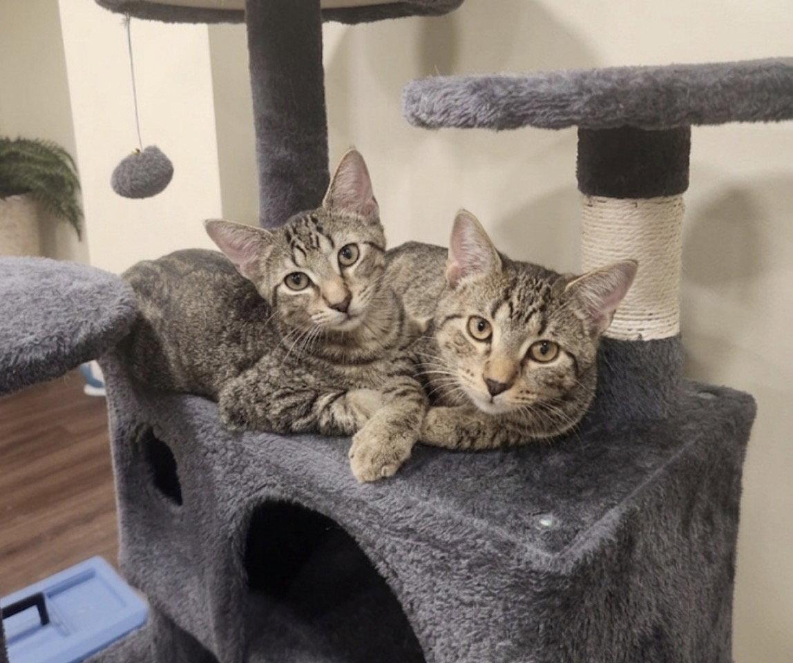 Enlarge Ernie, a Adoptable Domestic Short Hair in Newtown Square, PA image 2/2