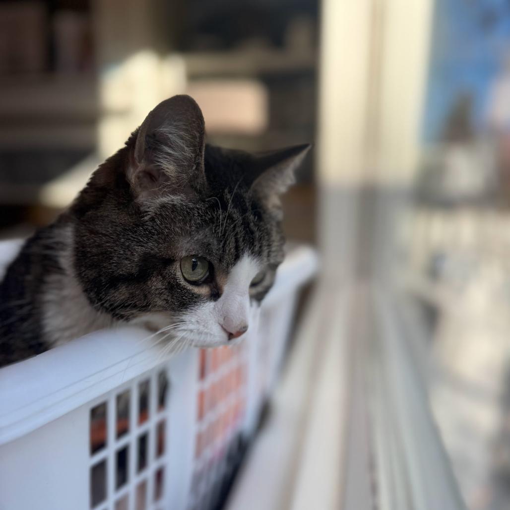 Hershey, Adoptable, Senior Male Domestic Short Hair.