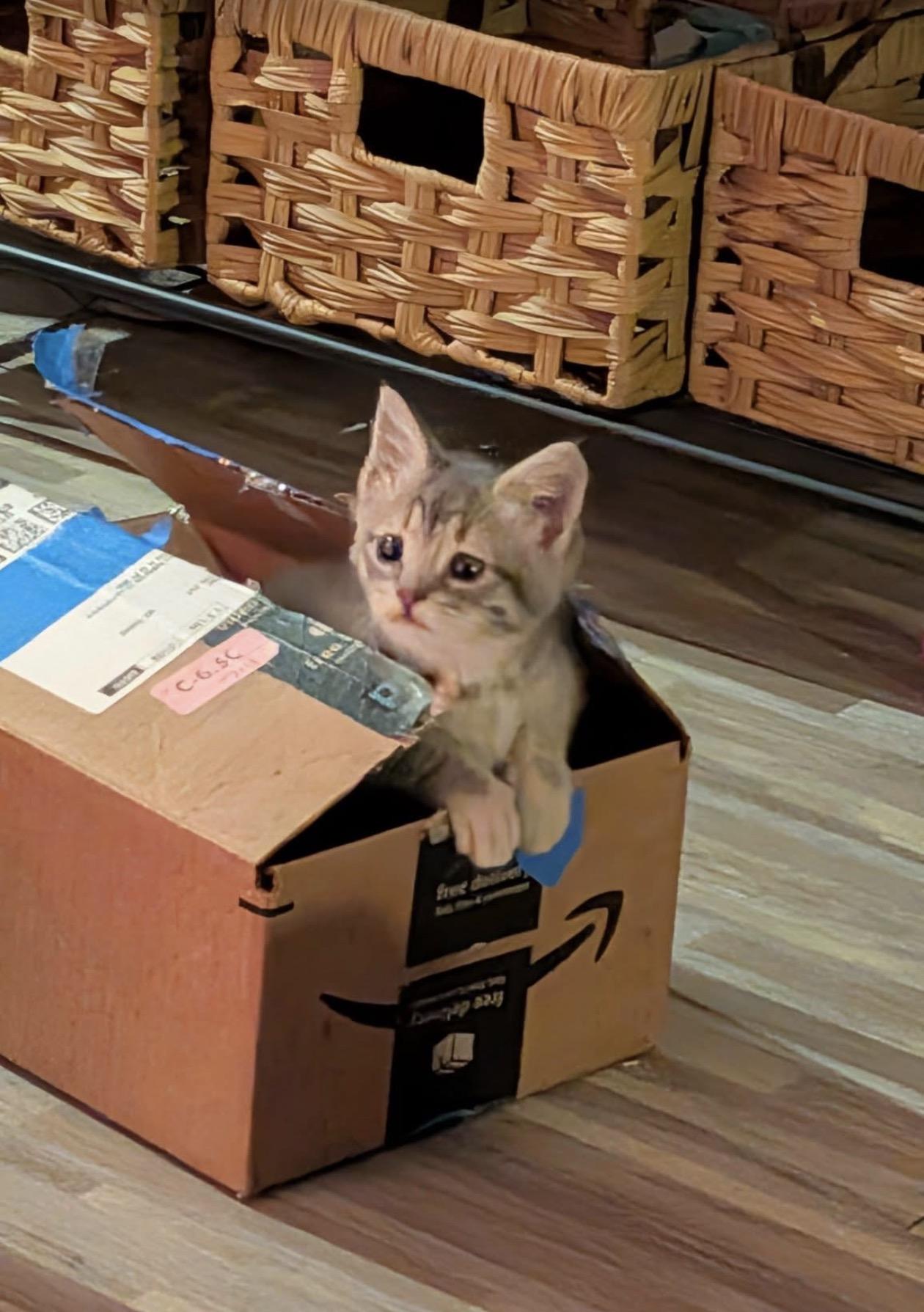 Enlarge Caroline, a Adopted Domestic Medium Hair in Troy, MI image 1/6