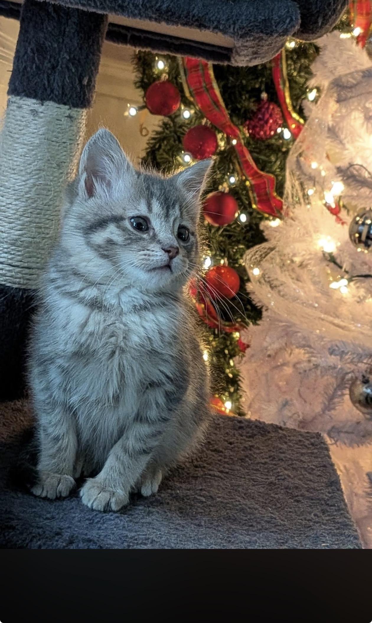 Enlarge Caroline, a Adopted Domestic Medium Hair in Troy, MI image 2/6