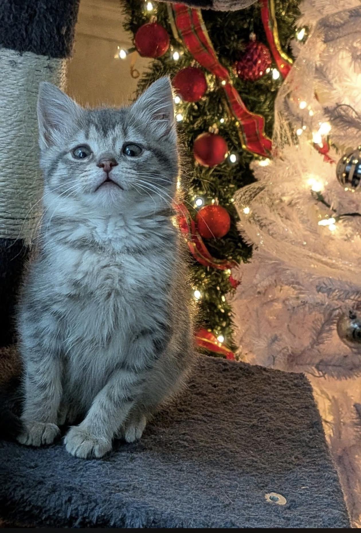 Enlarge Caroline, a Adopted Domestic Medium Hair in Troy, MI image 3/6