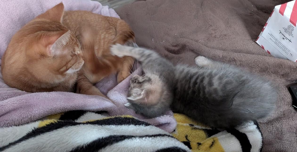 Enlarge Caroline, a Adopted Domestic Medium Hair in Troy, MI image 4/6