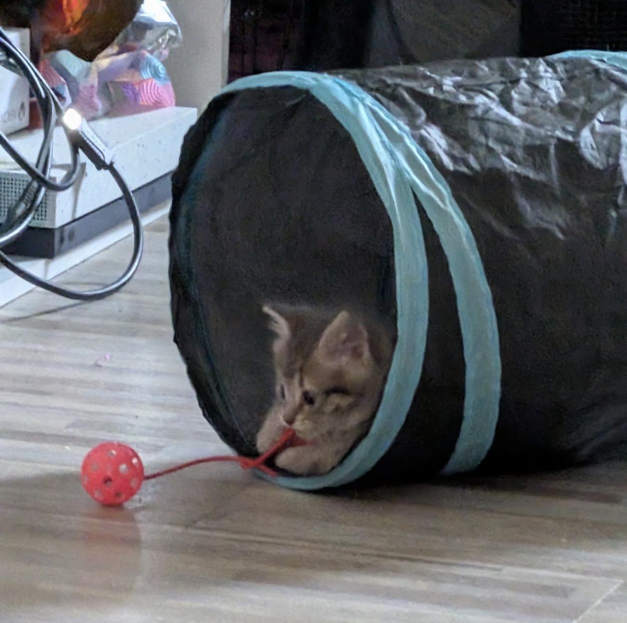 Enlarge Caroline, a Adopted Domestic Medium Hair in Troy, MI image 5/6