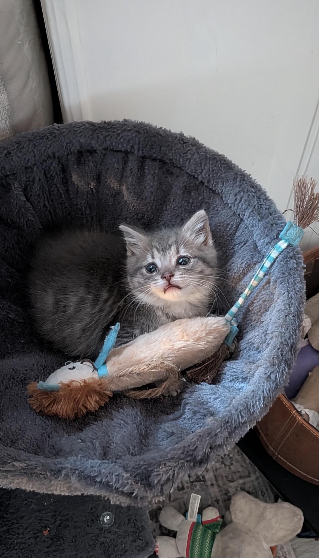 Enlarge Caroline, a Adopted Domestic Medium Hair in Troy, MI image 6/6