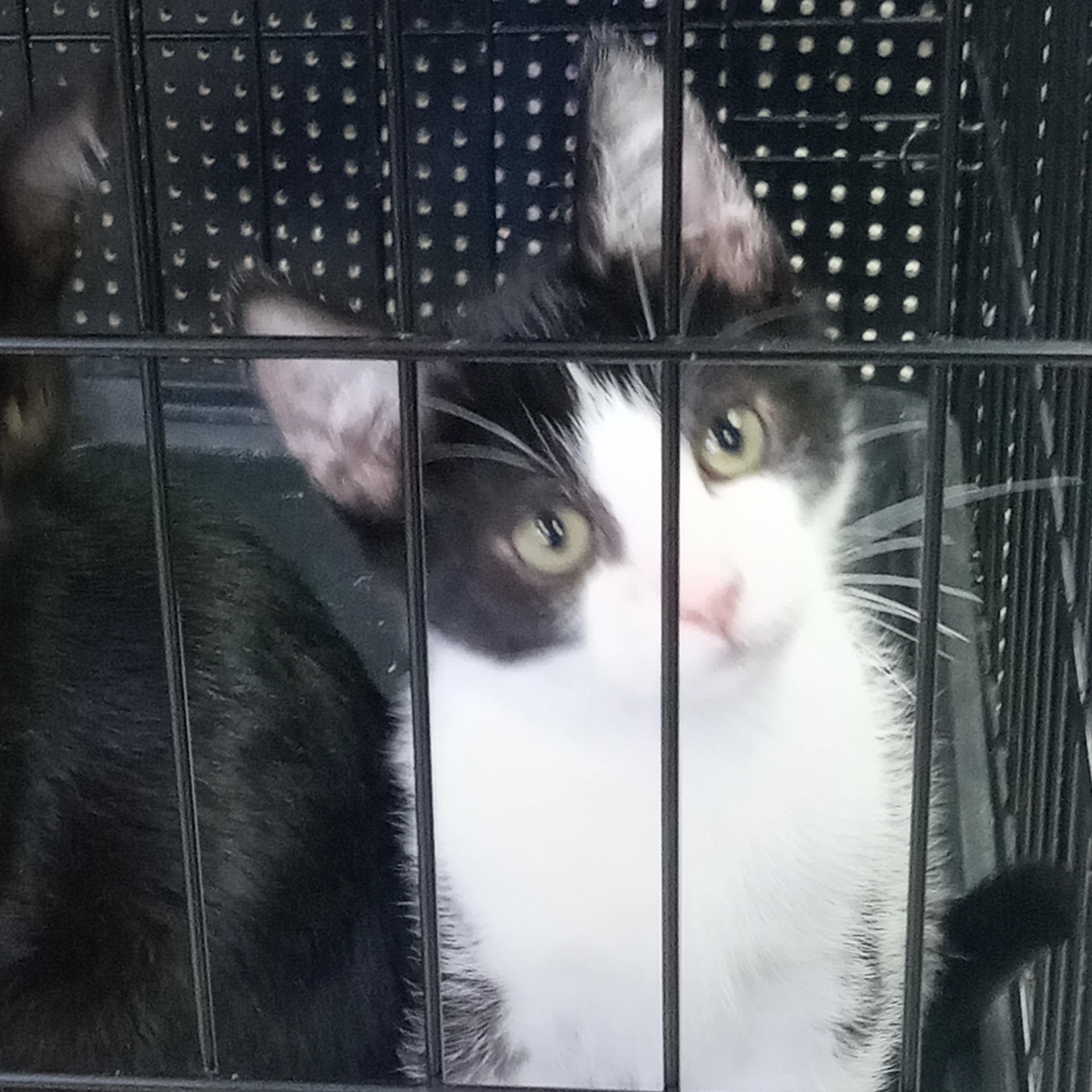 Enlarge Disco, a Adoptable Domestic Short Hair in Yuma, AZ image 1/1