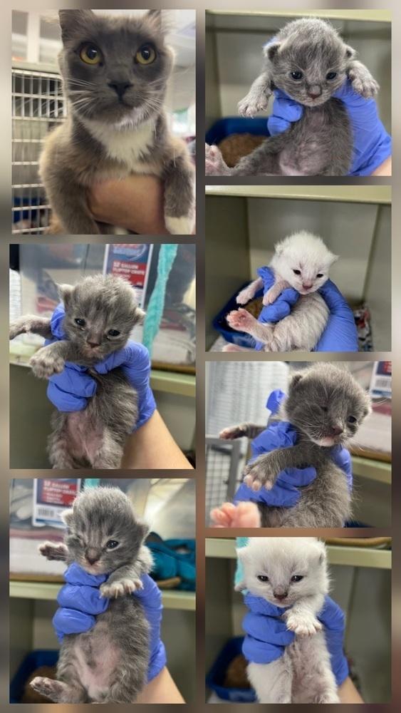 Ube (Potato), Adoptable, Kitten Female Siamese & Domestic Short Hair.