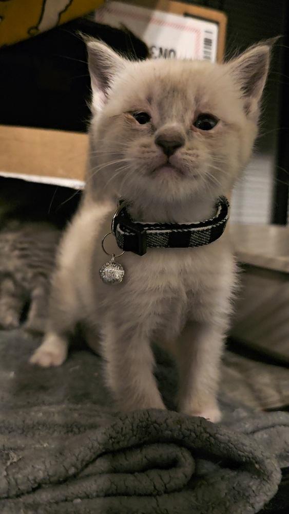 Enlarge Ube (Potato), a Adoptable mixed breed in Pacifica, CA image 2/6