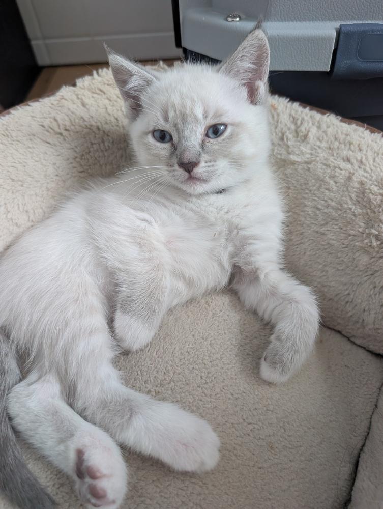 Enlarge Ube (Potato), a Adoptable mixed breed in Pacifica, CA image 3/6