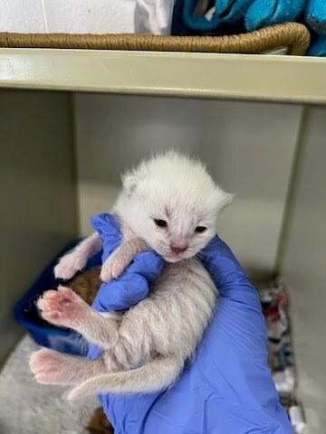 Enlarge Ube (Potato), a Adoptable mixed breed in Pacifica, CA image 4/6