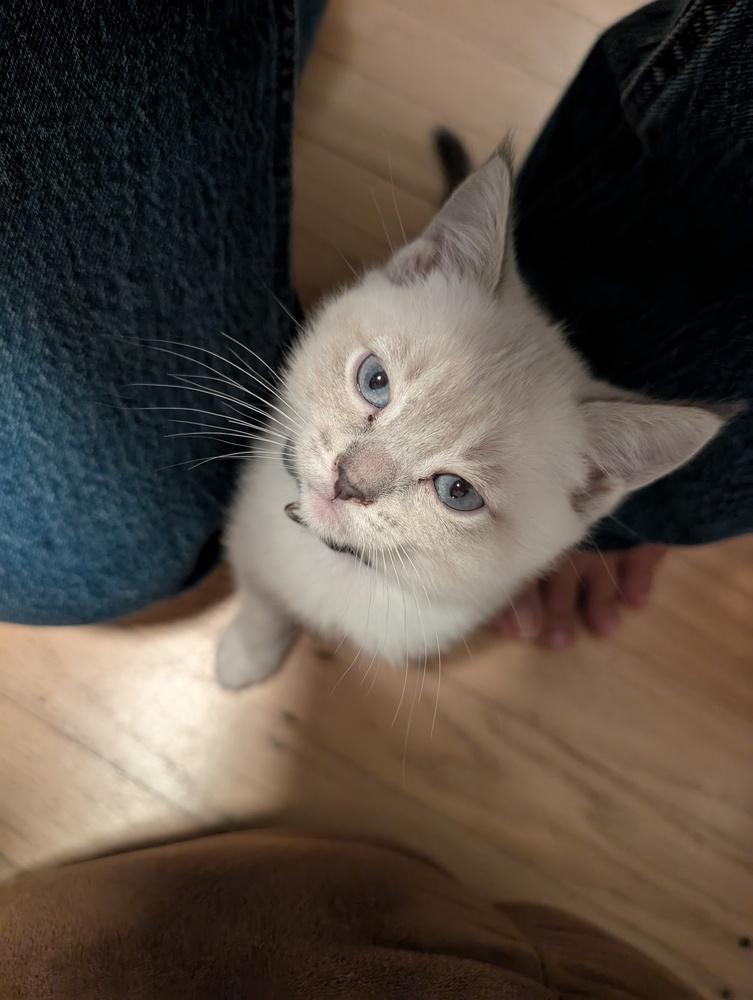 Enlarge Ube (Potato), a Adoptable mixed breed in Pacifica, CA image 5/6