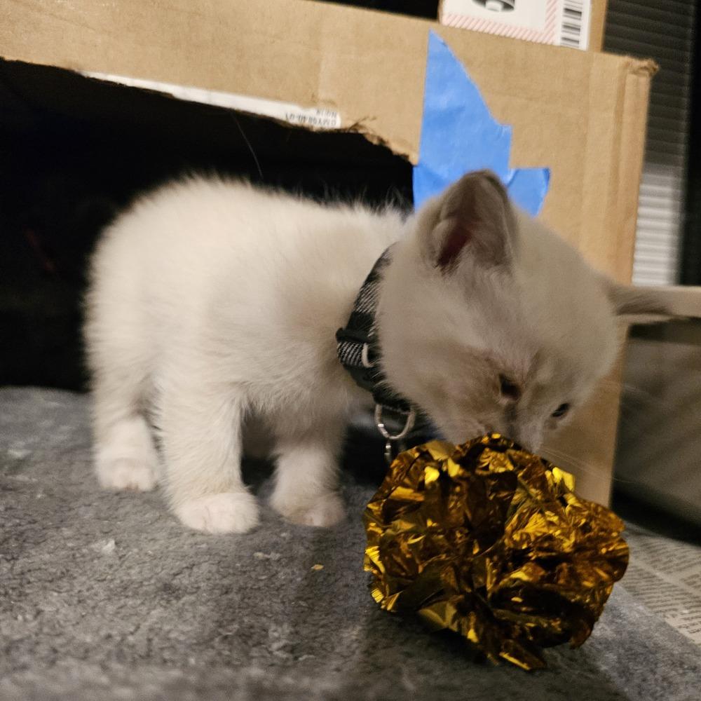 Enlarge Ube (Potato), a Adoptable mixed breed in Pacifica, CA image 6/6