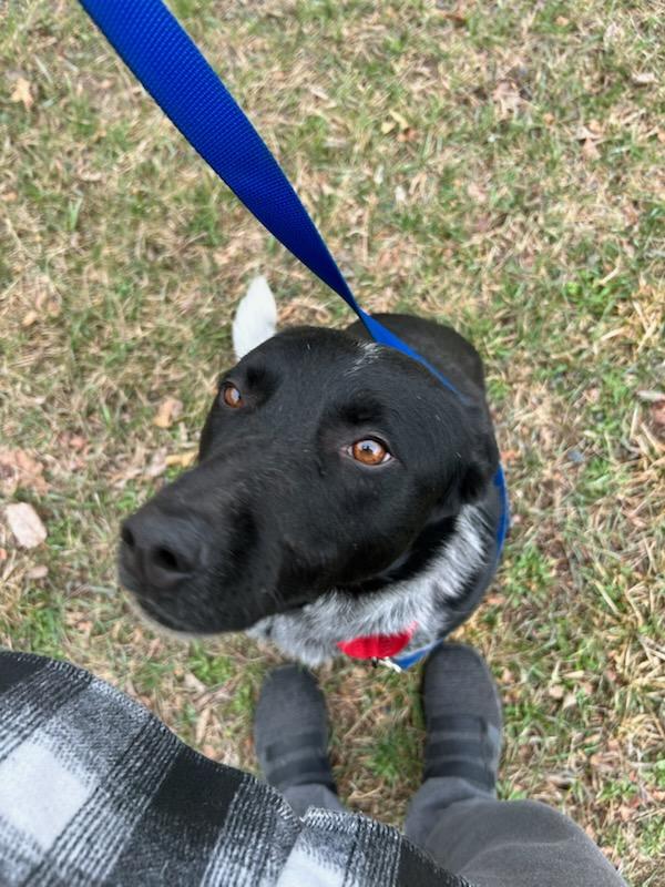 Shadow, an adoptable Australian Cattle Dog / Blue Heeler in Spooner, WI, 54801 | Photo Image 2