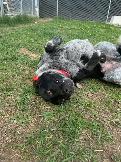 Shadow, an adoptable Australian Cattle Dog / Blue Heeler in Spooner, WI, 54801 | Photo Image 4