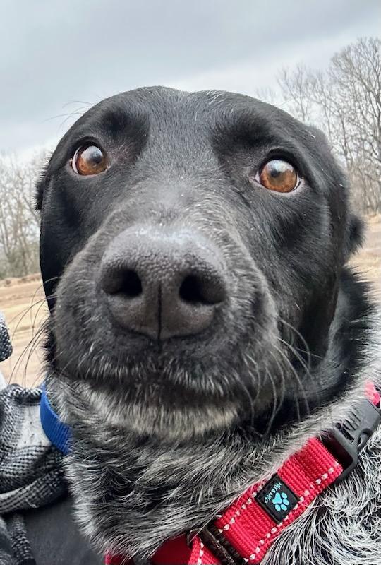 Shadow, an adoptable Australian Cattle Dog / Blue Heeler in Spooner, WI, 54801 | Photo Image 1