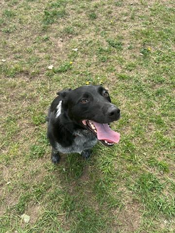 Shadow, an adoptable Australian Cattle Dog / Blue Heeler in Spooner, WI, 54801 | Photo Image 3