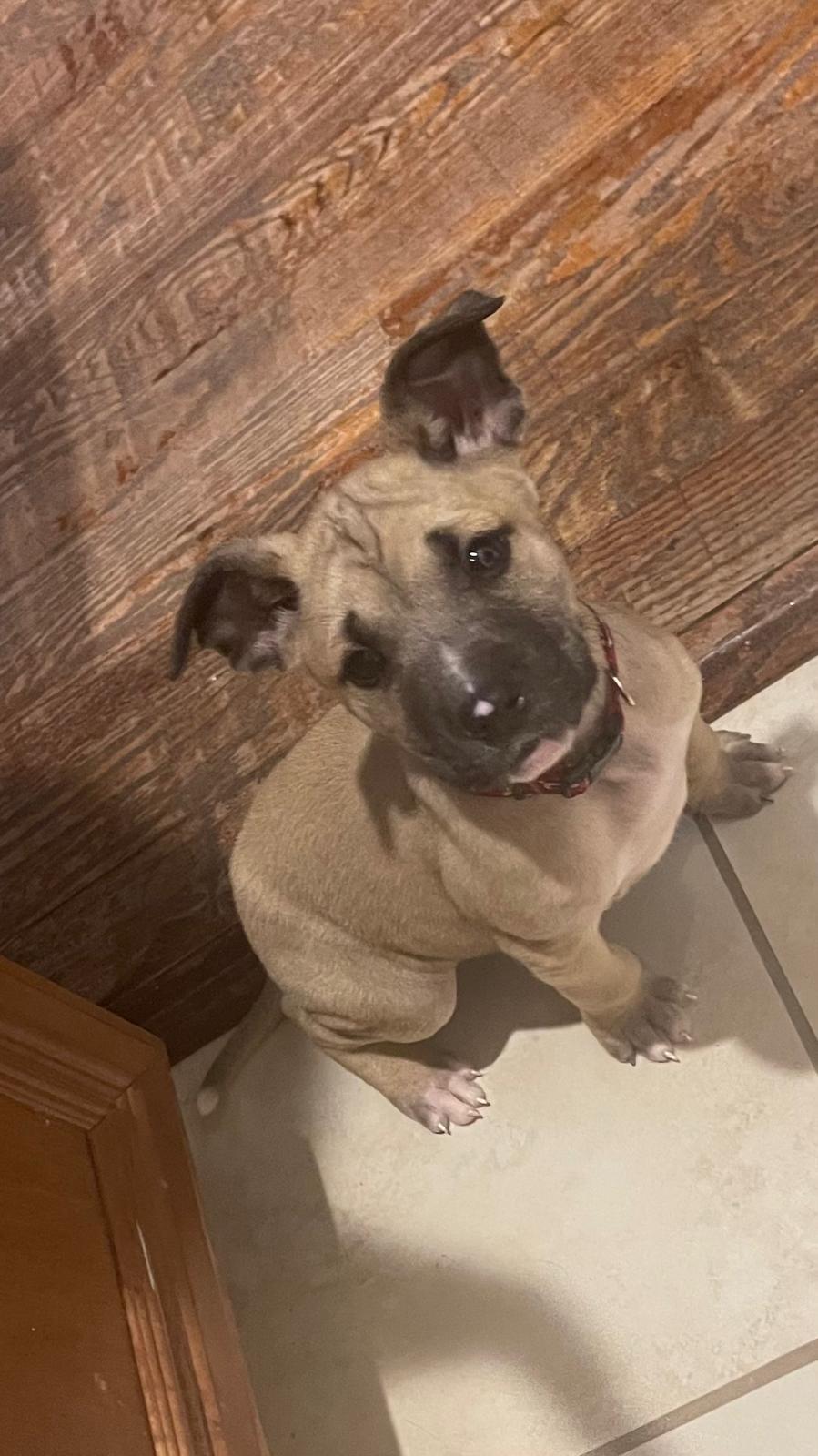 Dallas, Adoptable, Puppy Male Husky.