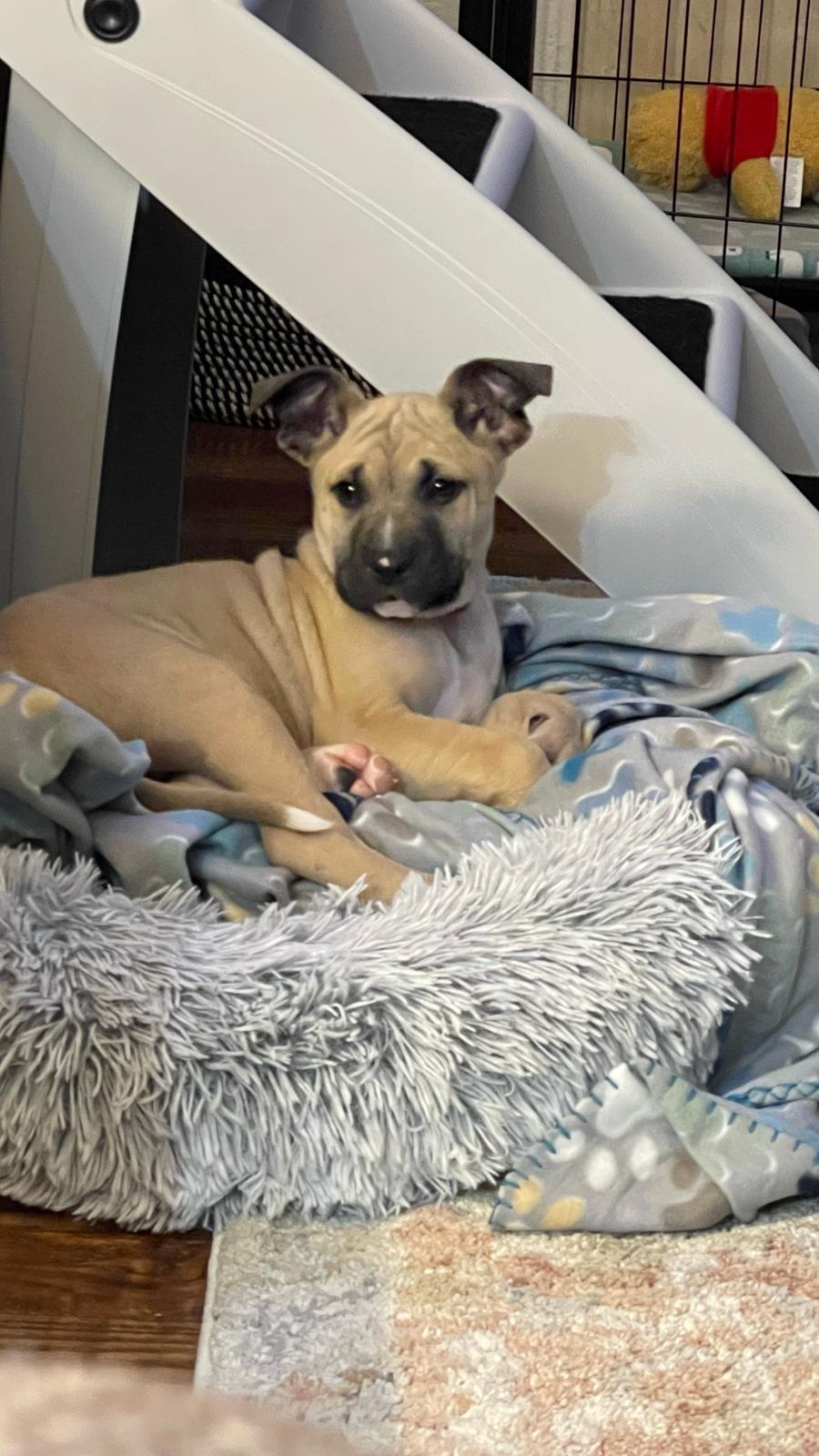 Enlarge Dallas, a Adoptable mixed breed in San Antonio, TX image 2/2