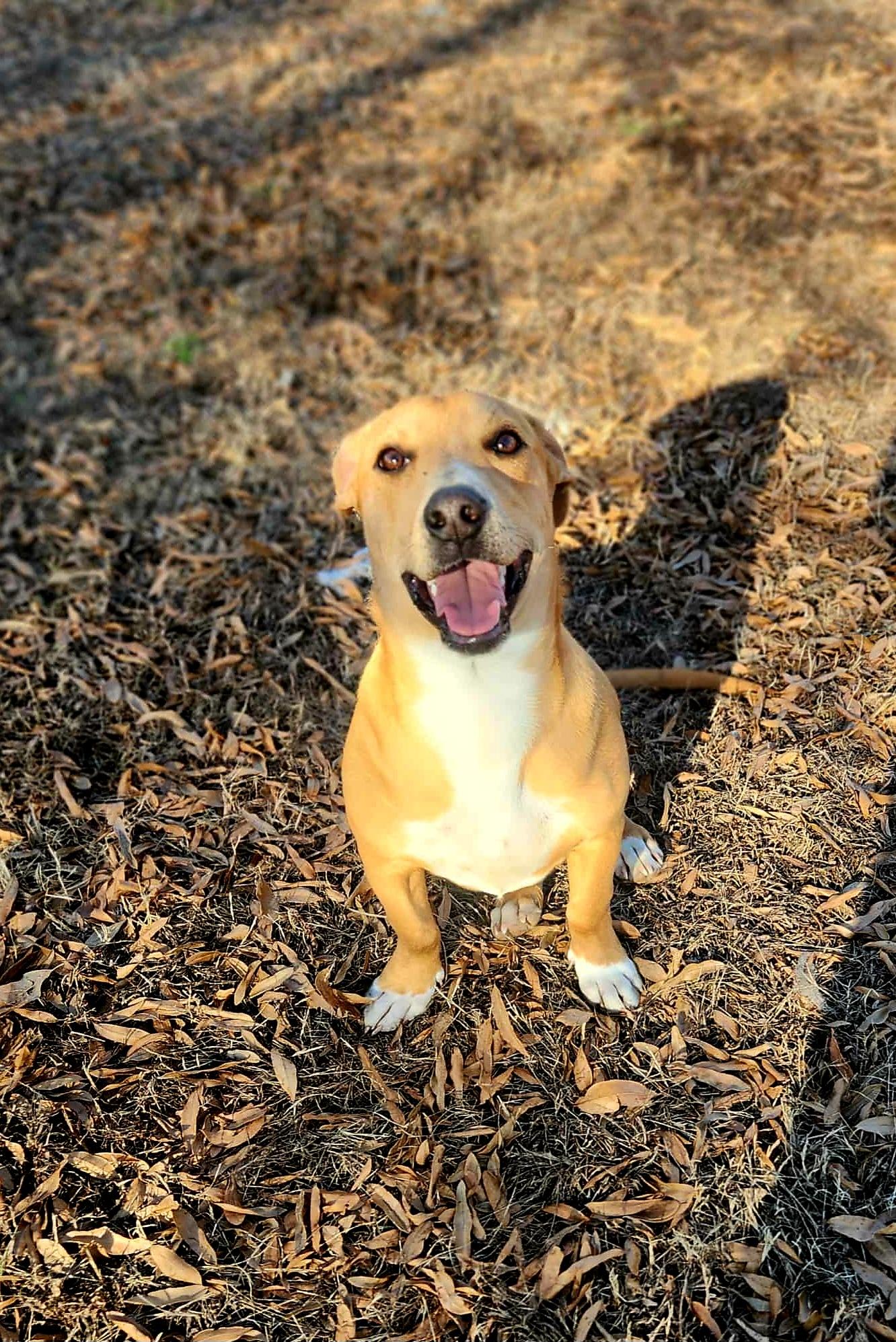 Enlarge COOPER, a ADOPTABLE mixed breed in Jackson, TN image 3/4