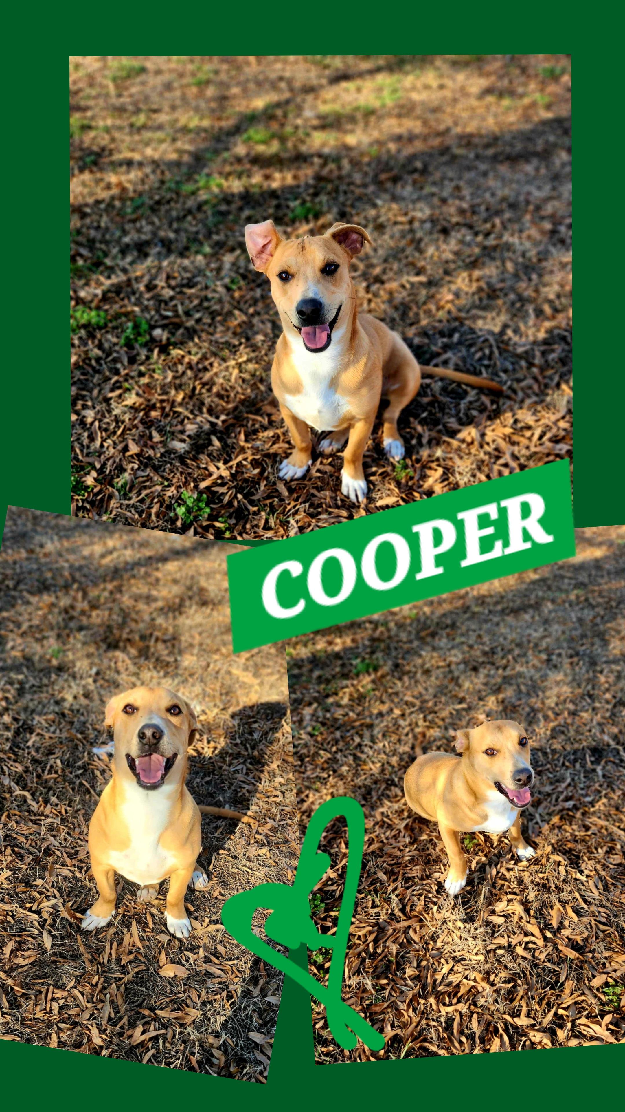 Enlarge COOPER, a ADOPTABLE mixed breed in Jackson, TN image 1/4