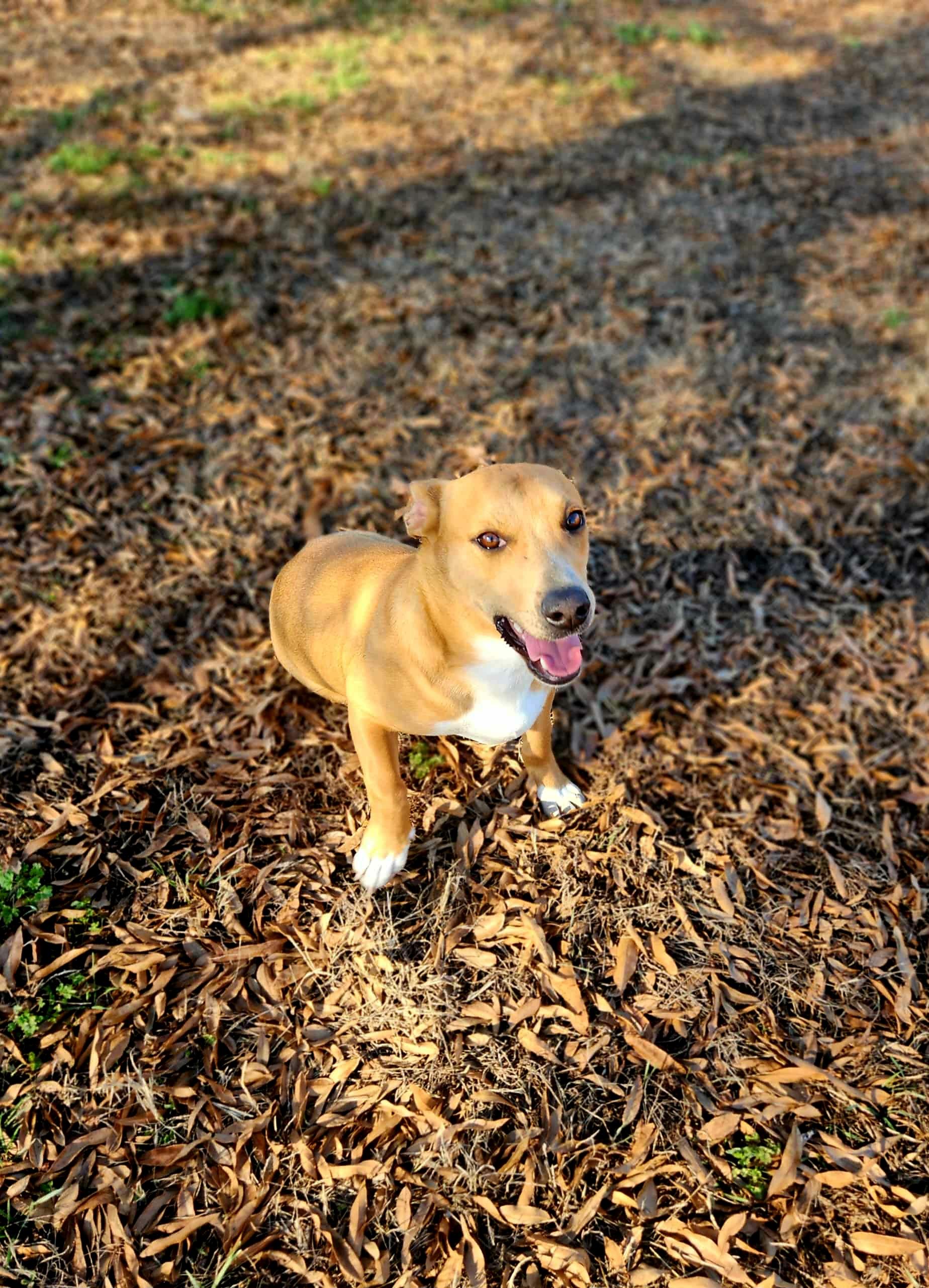 Enlarge COOPER, a ADOPTABLE mixed breed in Jackson, TN image 4/4