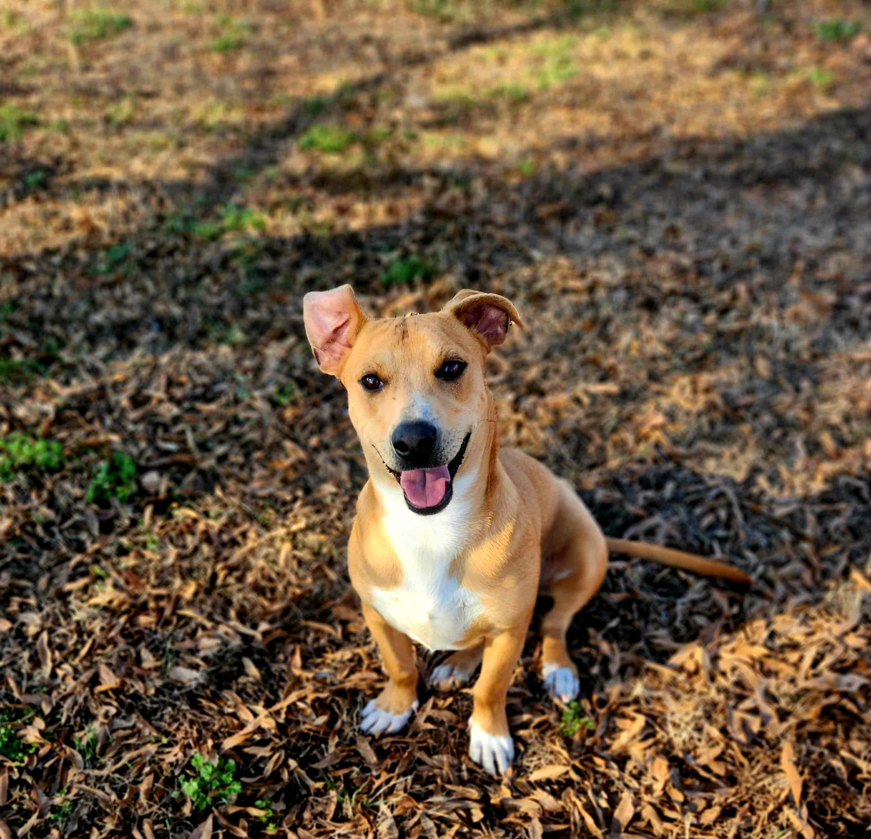 Enlarge COOPER, a ADOPTABLE mixed breed in Jackson, TN image 2/4