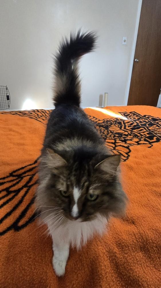 Zorro, Adoptable, Adult Male Domestic Medium Hair.