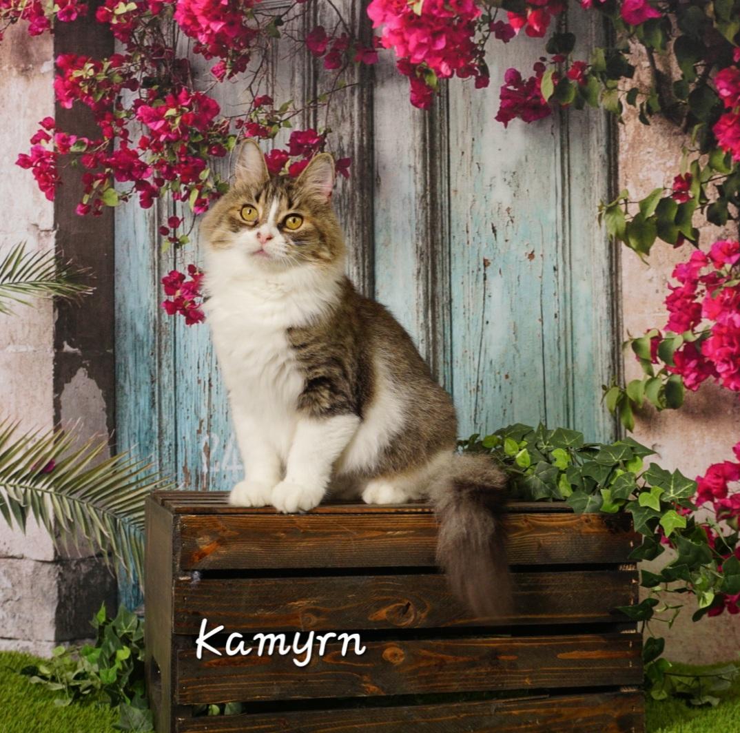 Kamyrn