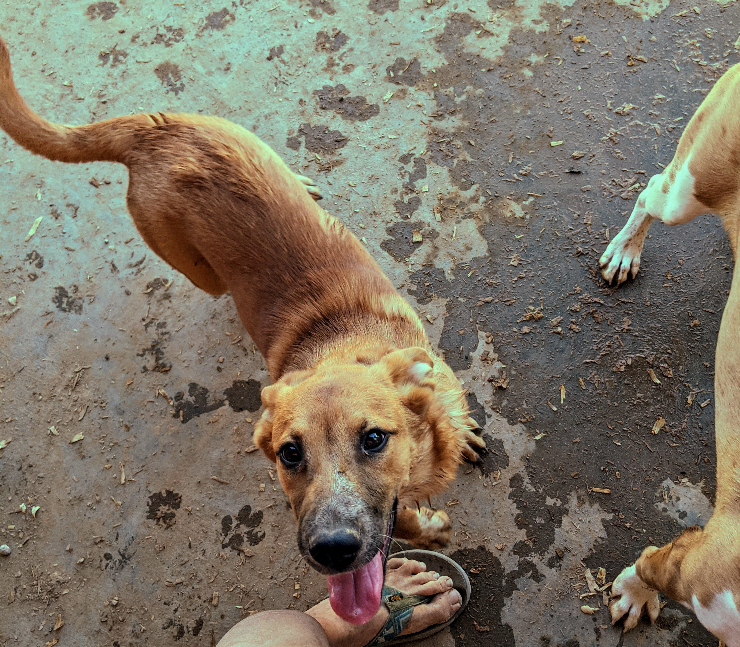 Enlarge FOLIE and DAISY, a Adoptable mixed breed in Pena Blanca, NM image 1/8