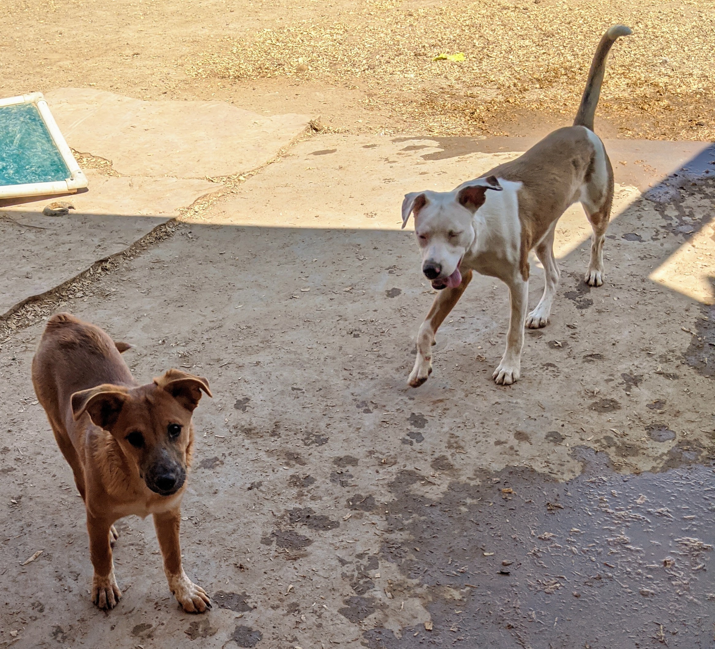 Enlarge FOLIE and DAISY, a Adoptable mixed breed in Pena Blanca, NM image 2/8