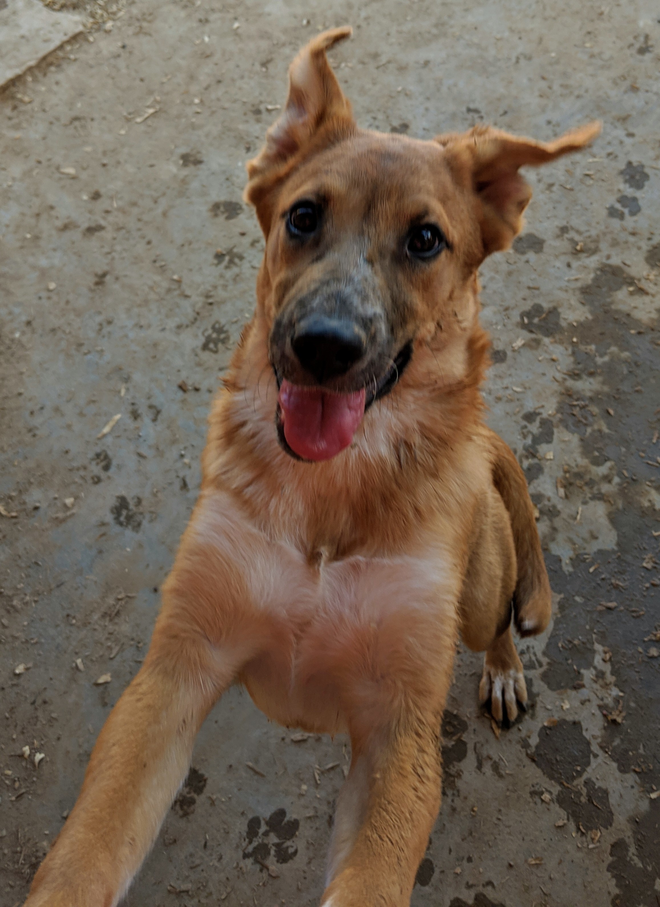 Enlarge FOLIE and DAISY, a Adoptable mixed breed in Pena Blanca, NM image 4/8