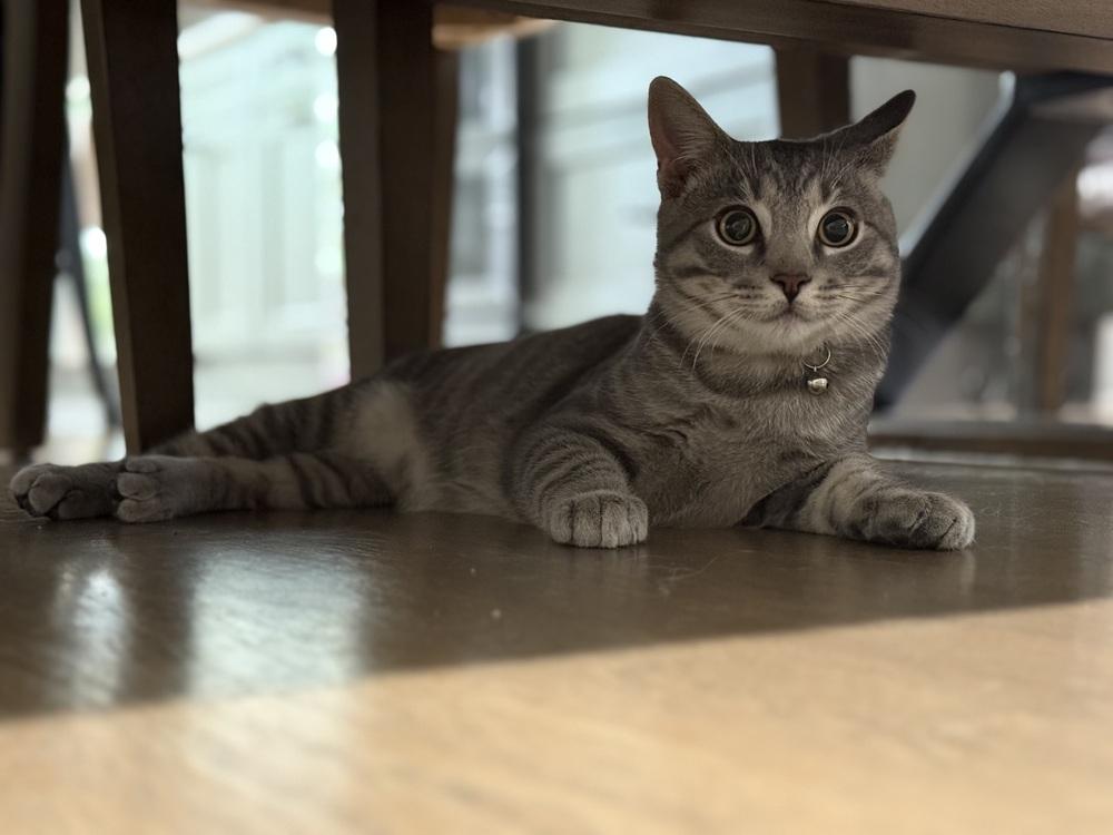 Colby, Adopted, Kitten Male Domestic Short Hair.