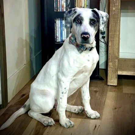 Blake, Adoptable, Puppy Male Australian Cattle Dog / Blue Heeler.