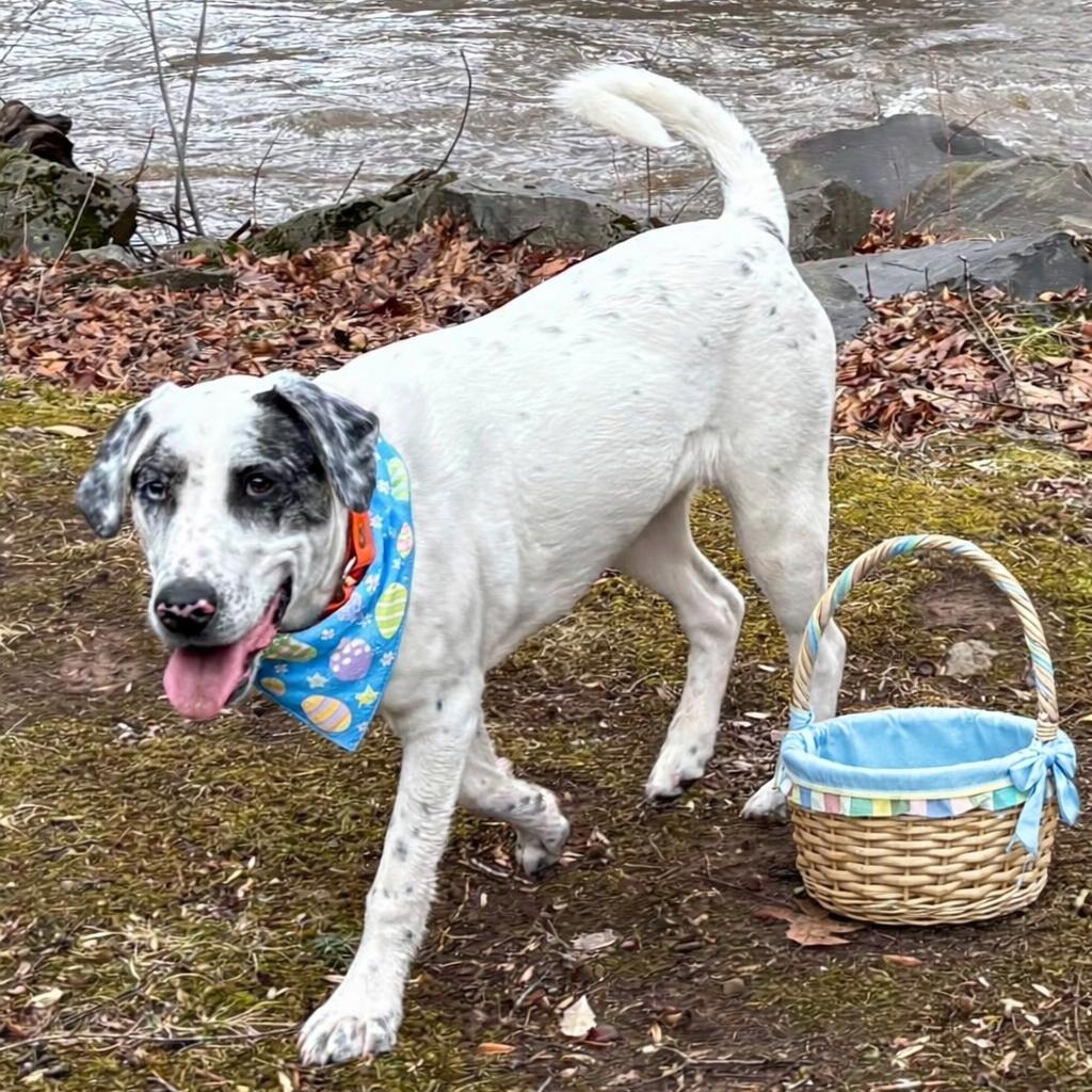 Blake, Adoptable, Puppy Male Australian Cattle Dog / Blue Heeler.