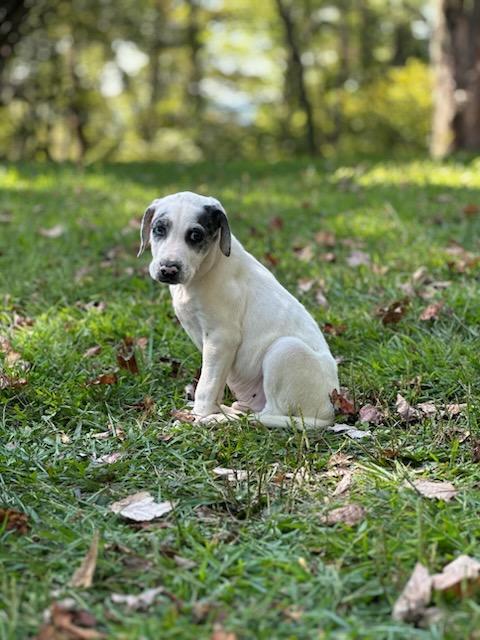 Enlarge Blake, a Adoptable mixed breed in Shinnston, WV image 3/4
