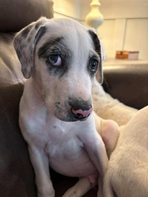 Enlarge Blake, a Adoptable mixed breed in Shinnston, WV image 4/4