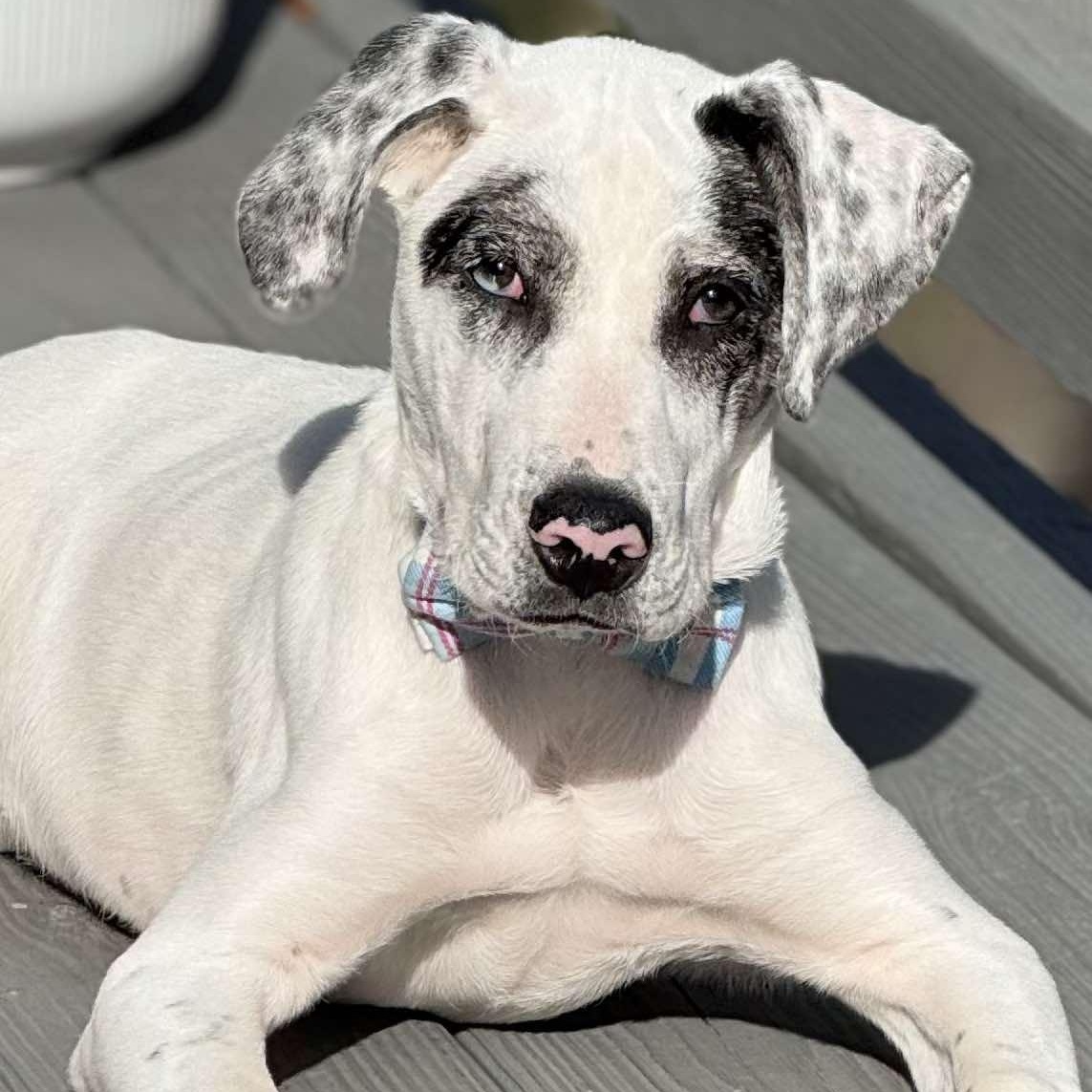 Enlarge Blake, a Adoptable mixed breed in Shinnston, WV image 2/4